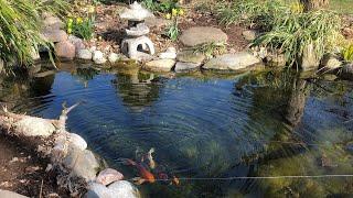 The Secrets to Keep Your Pond Crystal Clear  The Barefooted Gardener