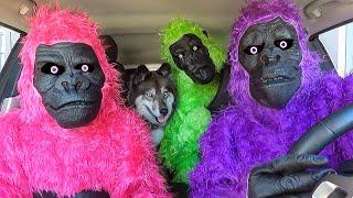 Funny Gorillas Surprise Kakoa with Car Ride Chases