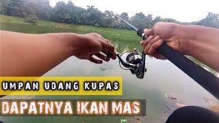 Mancing Liar Ikan Mas Umpan Udang Kupas - Vlog #4 Sambaran Ikan Besar