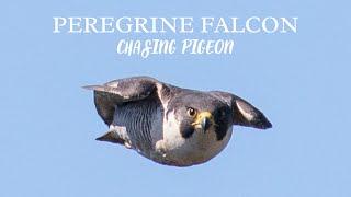 Peregrine Falcons Hunt Pigeon in High Speed Chase  4K Narrated Film