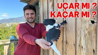 Hediye Güvercinin Kanadını Açtım Keşpir Kardeşler Yuvaya Alıştı