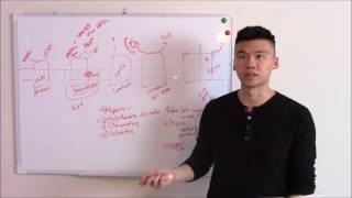 USMLE Biochemistry 5 Electron Transport Chain