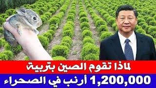 لماذا تقوم الصين بتربية 1200000 أرنب في الصحراء ؟ كيف حولت الصين صحراءها إلى مناطق خضراء ؟