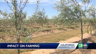 Running Dry Olive Farming