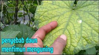 Cara Mengatasi Daun Mentimun Yang Menguning