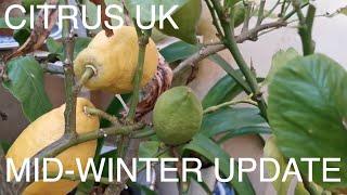 Citrus Winter Care UK