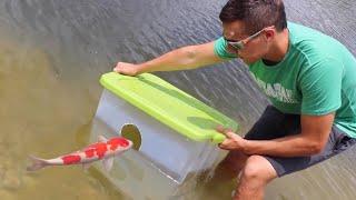 Fish Trap Catches Colorful Pond GIANTS FOOD