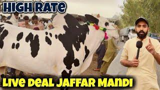 live Deal Jaffar Mandi 2024 - Bakra Mandi 2024 - Dangerous Fateh Jangi bull 2024