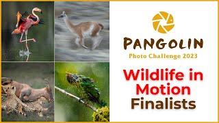 Wildlife in Motion Finalists in The Pangolin Photo Challenge
