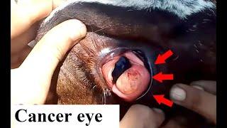 Eye cancer  Conjunctival squamous cell carcinoma in cattle eye