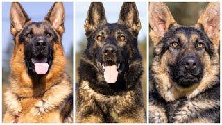 Does The Size Color Of The Eyes Or Color Of The Coat Affect The Temperament Of A German Shepherd?