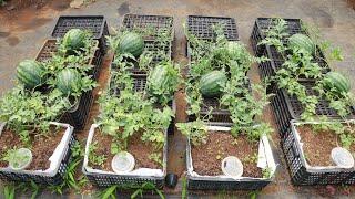 Growing watermelon at home is easy big and sweet if you know this method