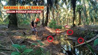 AIR PARIT MENGERING SAATNYA BERBURU BELUT BABON  mancing belut di kebun sawit @bang_all_jak