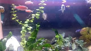 cute colorful animals fish gourami neon tetras chinclid minnows aquascape pet