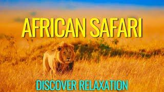 Peaceful African Safari With African Instrumental Music Relaxing Music With African Wildlife