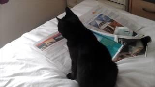Lulu Playing with Newspaper