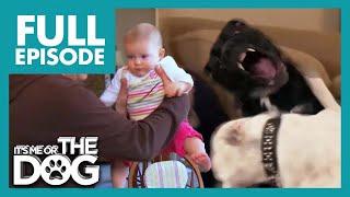The Fighting Bulldog Sisters Attack Baby  Full Episode  Its Me or The Dog
