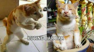 TAHAN TAWA  kaum barbar Video kucing lucu bikin ngakak sakit perut  kucing bar bar