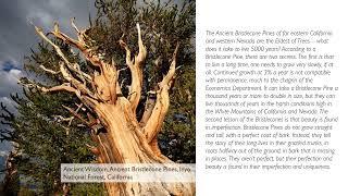 A Journey with Sacred Trees Photo Exhibition Slideshow
