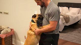 These Dogs Prove That True Friendship Never Ends Funny Animals Video 2024