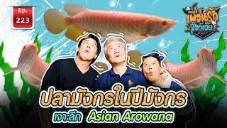 Asian Arowana ปลามังกรในปีมังกร  Ep.223 เพื่อนรักสัตว์เอ๊ย