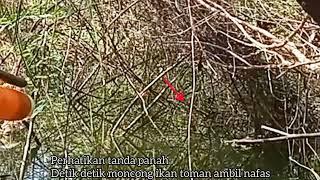 shoot ikan toman penghuni rumpun duri