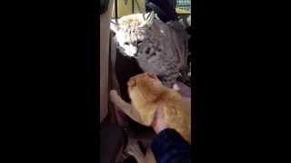 House cat doesnt like pet bobcat