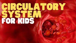 Circulatory System for Kids  Learn all about how blood travels through the body