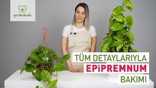 Epipremnum Pothos Salon Sarmaşığı Bakımı