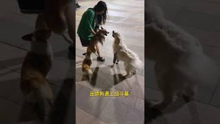 有时候真的很想装作不认识… #金毛 #萌宠 #pets #毛小孩 #搞笑