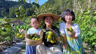 The first harvest of persimmonssmall and green but surprisingly sweet and crisp