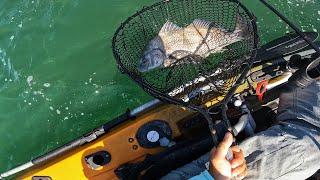 NJ Barnacle Slam Black Drum Sheepshead Tautog & Sea Bass