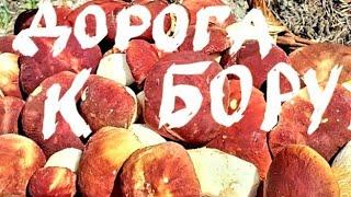 грибное вдохновение #сбор грибов #сбор грибов 2024 #porcine #gribi