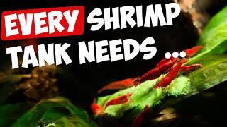 6 Must-Haves for Red Cherry Shrimp Tanks 