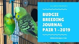 Budgie Breeding 2019 I Pair 1 Journal 1