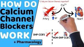 How do Calcium Channel Blockers Work? +Pharmacology