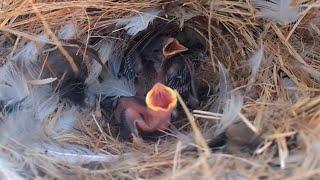 Eurasian tree sparrow Birds The little bird in the nest is very hungry  Review Bird Nest 