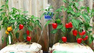 The easiest and fastest way to grow bell peppers at home