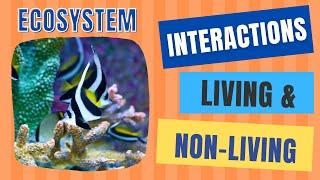 Interactions Between Living and Non-Living Things  Abiotic & Biotic Factors