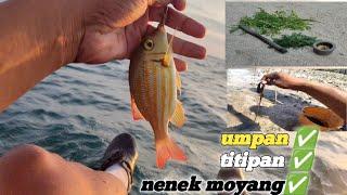 Meracik umpan di taruskan mancing strike ikan Sambarannya bikin kaget