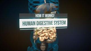 Human digestive system - How it works Animation