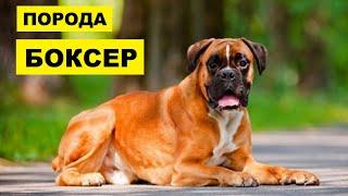 Собака Боксер плюсы и минусы породы  Собаководство  Порода Боксер