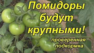 Томаты без этой подкормки крупными не будут проверено и эффективно