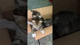 Cute kitten wants to play hide and seek meow #shorts