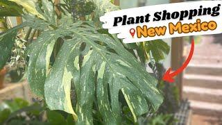 Plant Shop With Me In New Mexico  Big Box Plant Shopping + Local Nursery