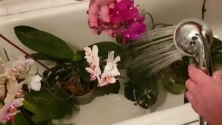 Последняя обработка орхидей от вредителей доступным препаратом для всех Видеодневник#Препарат БАРС
