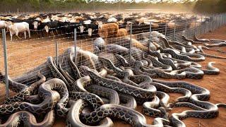 Why Australian Farmers Dont Use Snake Meat - How To Deal With Millions Of Snakes