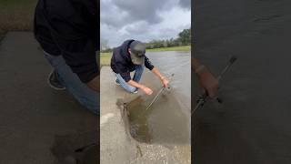 FISHING INSIDE A STORM SEWER  #Fish #SewerFishing #UrbanFishing #FishingShorts