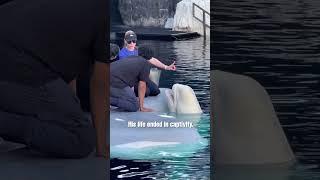 Ferdinand the Beluga A Life of Exploitation at SeaWorld