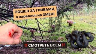 ПОШЁЛ В ЛЕС ЗА ГРИБАМИ а нарвался на ЗМЕЮ